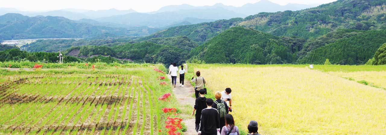 ペンシル棚田も黄金色に！稲刈りを行いました