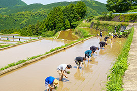 まだ田んぼの真ん中!手植えの道のりは長い
