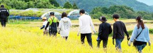 ペンシル棚田にも収穫の秋が到来!稲刈りを行いました